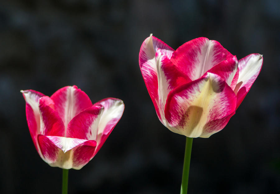 Tulips of a Kind Photograph by Photographic Arts And Design Studio