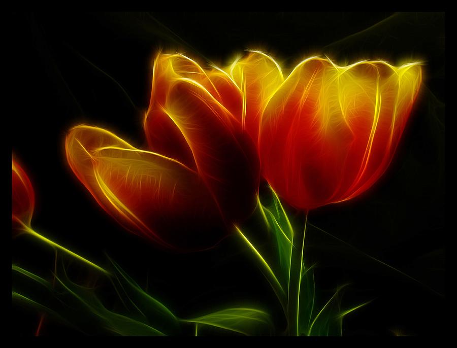 Tulips of Light Photograph by Shannon Story