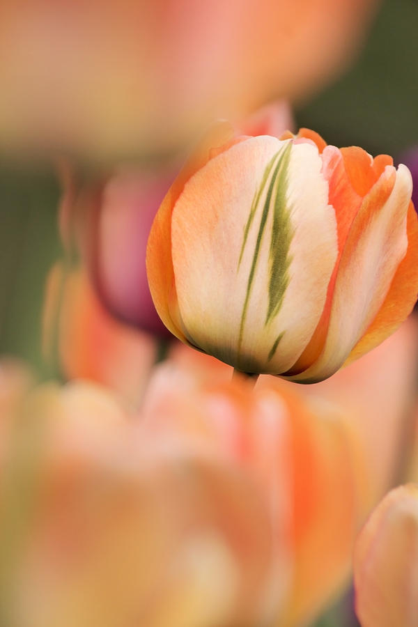 Tulips of May 6 Photograph by Theo OConnor Tulips of May 6 Photograph by Theo OConnor