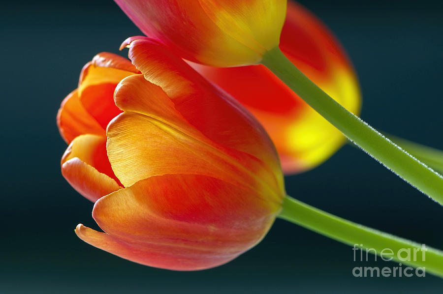 Tulip Photograph - Tulips on Black 2a by Sharon Talson