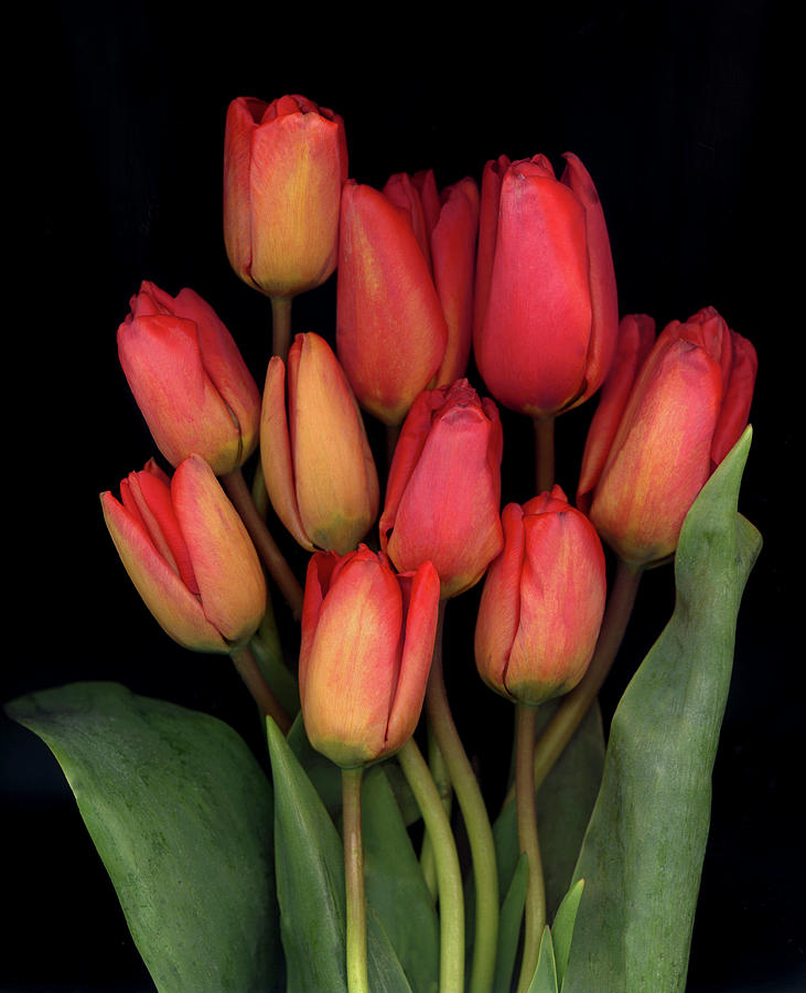 Tulips On Black Background Photograph by Anna Miller - Pixels