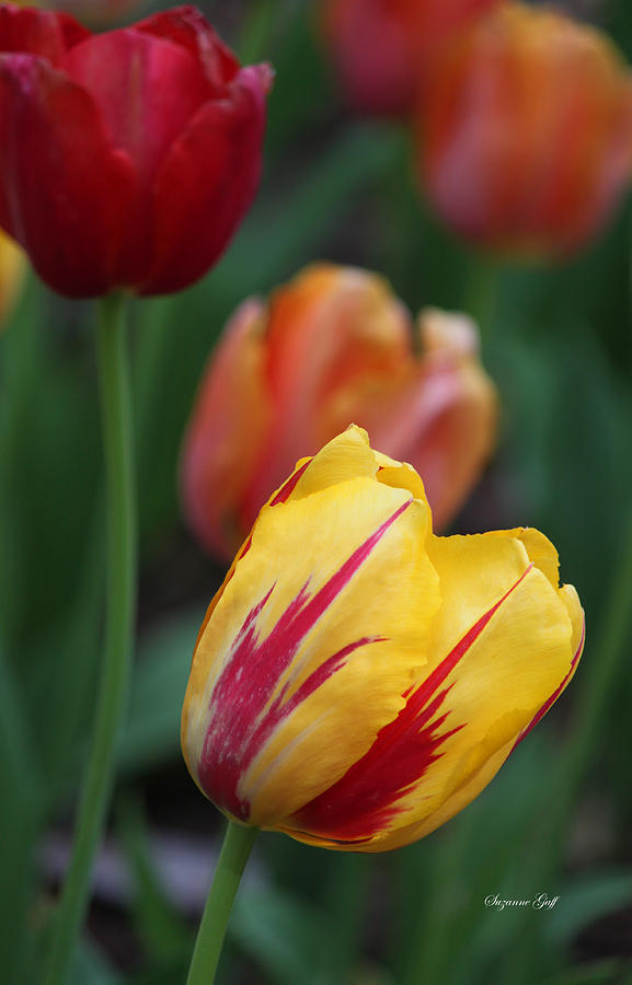 Tulips on Fire II Photograph by Suzanne Gaff