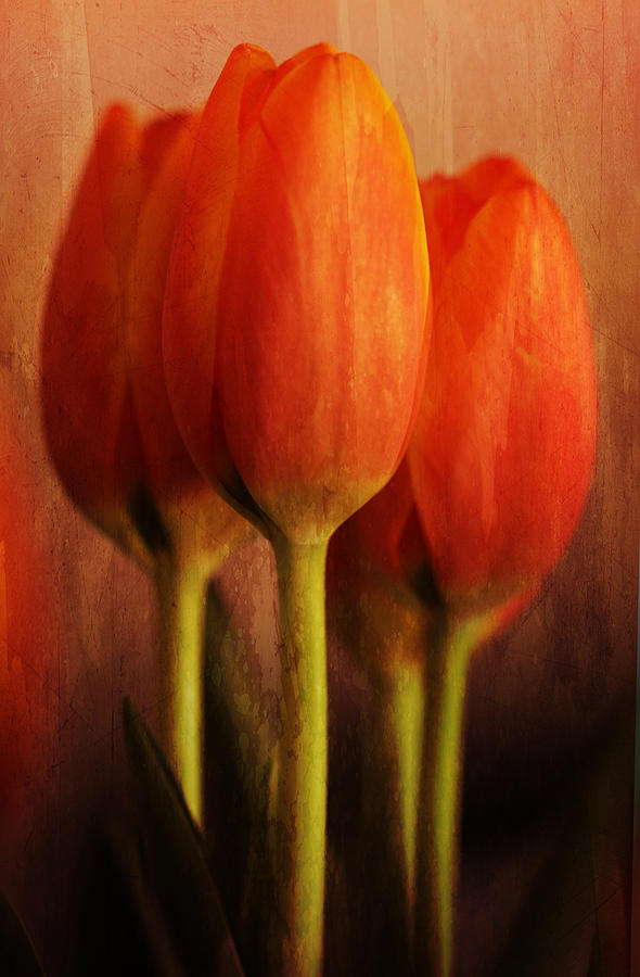 Tulips On Fire Photograph by Linda Ruiz - Fine Art America