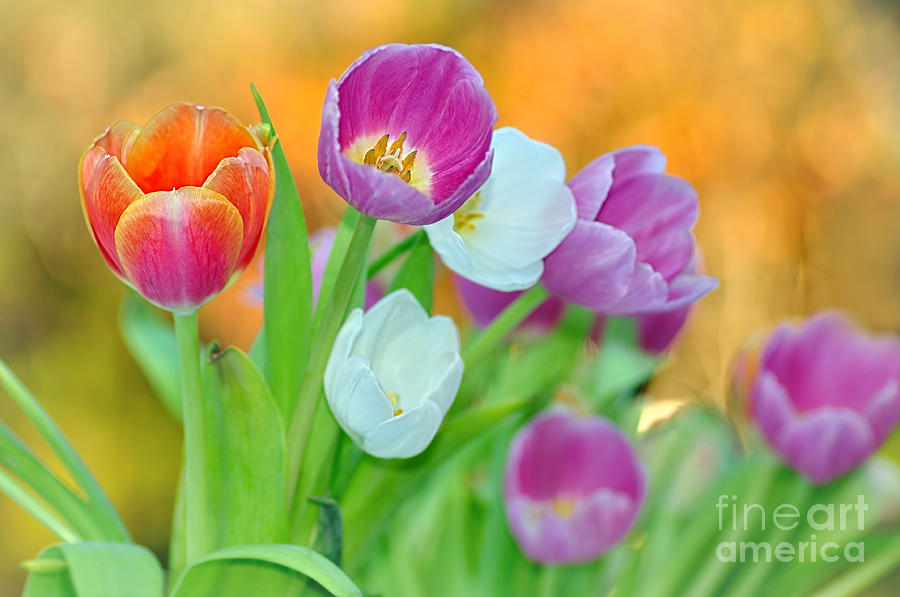 Tulip Photograph - Tulips on Soft Autumn Bokeh by Kaye Menner
