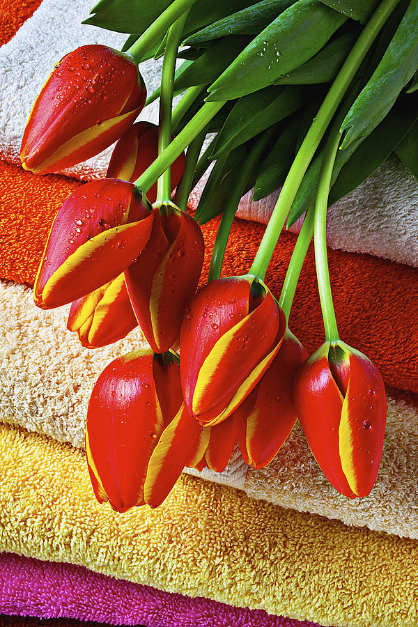 Tulips on stack of bath towels Photograph by Garry Gay