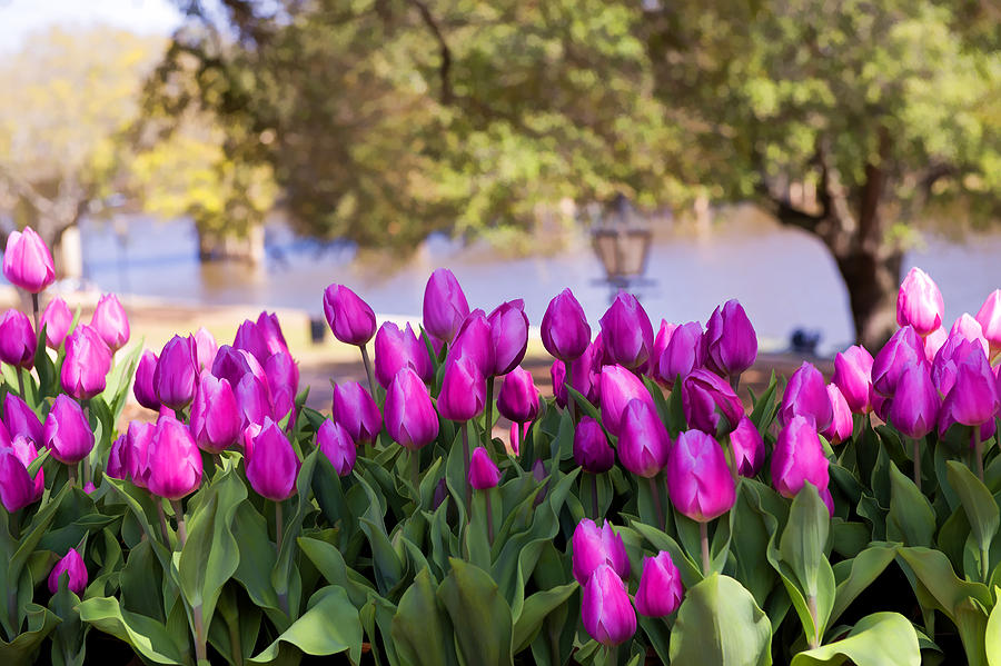Tulips on the Cane River Photograph by Bonnie Barry