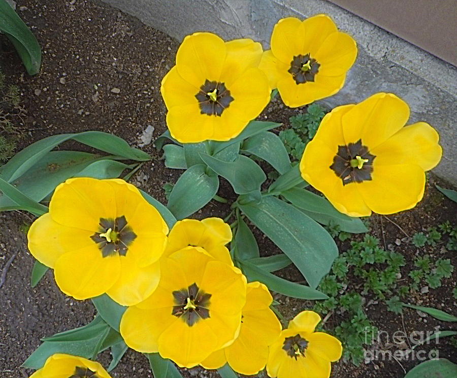 Yellow Tulips  Photograph by Richard W Linford