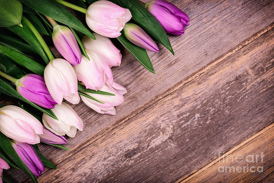Tulips over old wood Photograph by Jane Rix