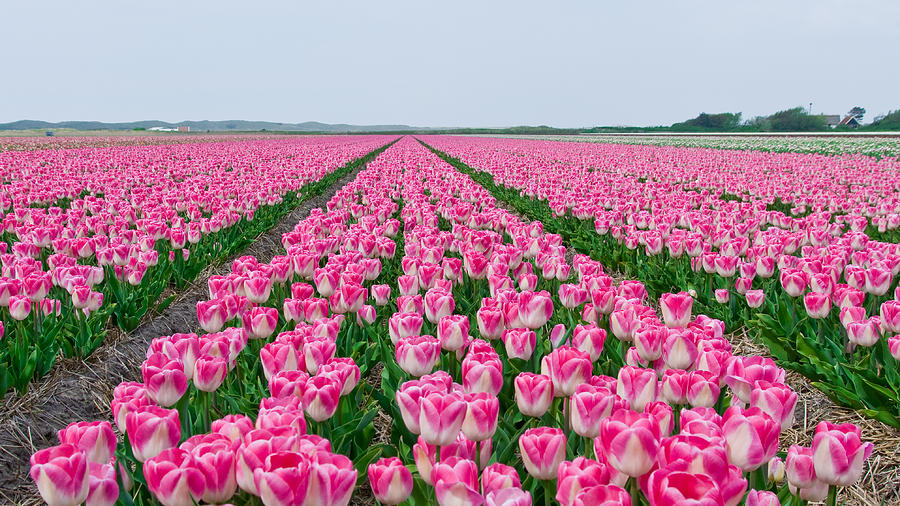 Tulips part I Photograph by Alex Hiemstra - Fine Art America