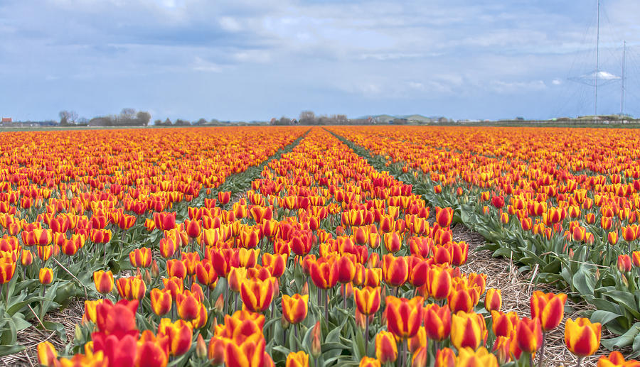 Tulips part IX Photograph by Alex Hiemstra - Fine Art America