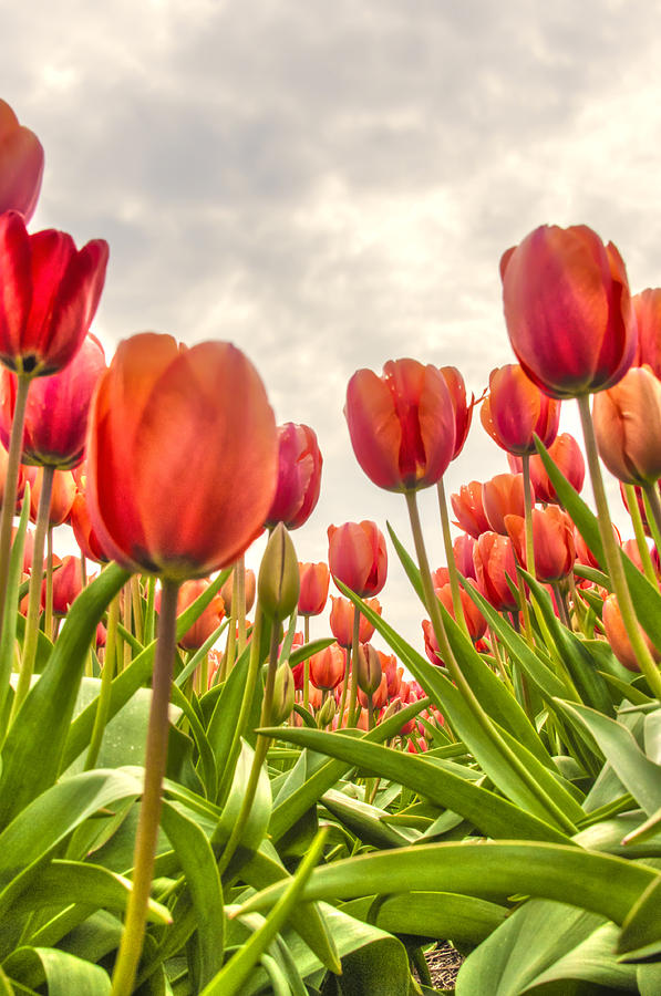 Tulips part VII Photograph by Alex Hiemstra