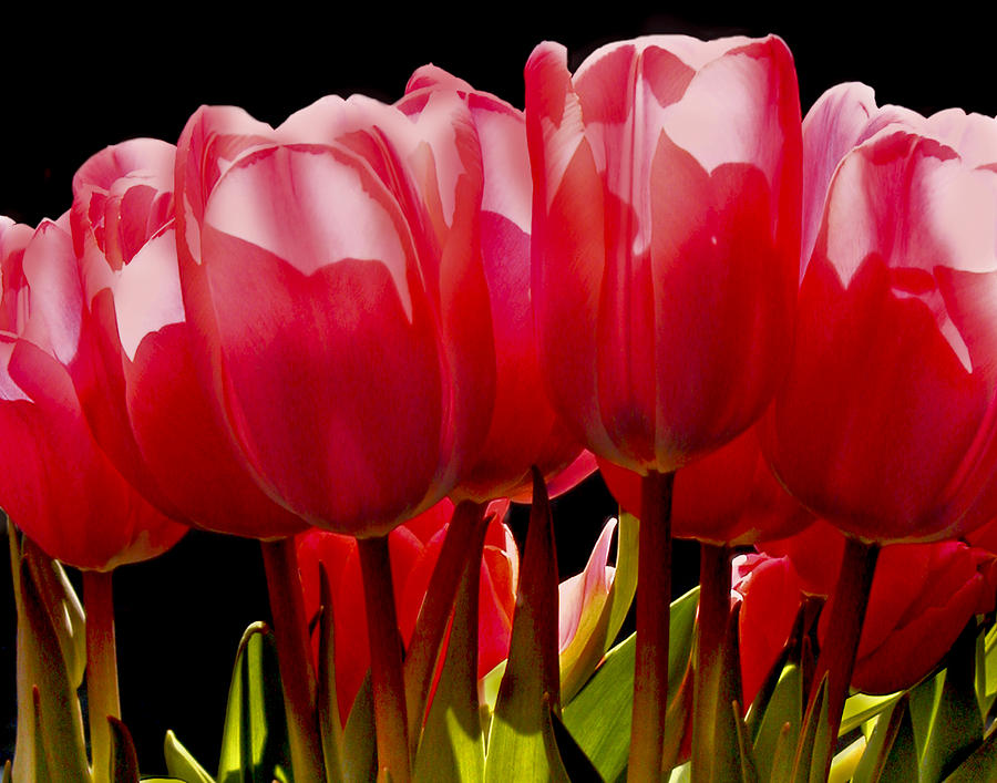 Tulips Photograph by Paul Schreiber