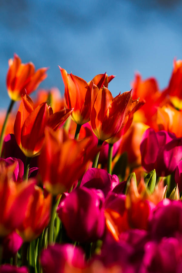 Tulips Photograph by Paula Ponath