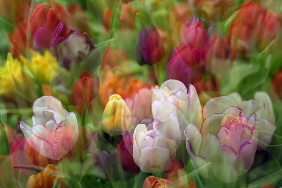 Tulips Photograph by Penny Lisowski