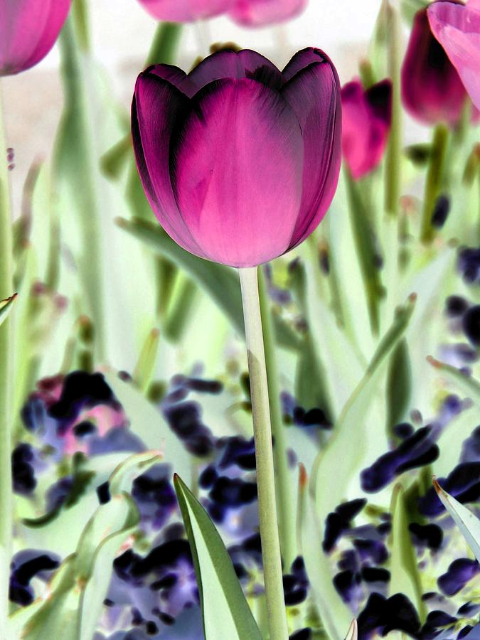 Tulips - Perfect Love - PhotoPower 2026 Photograph by Pamela Critchlow