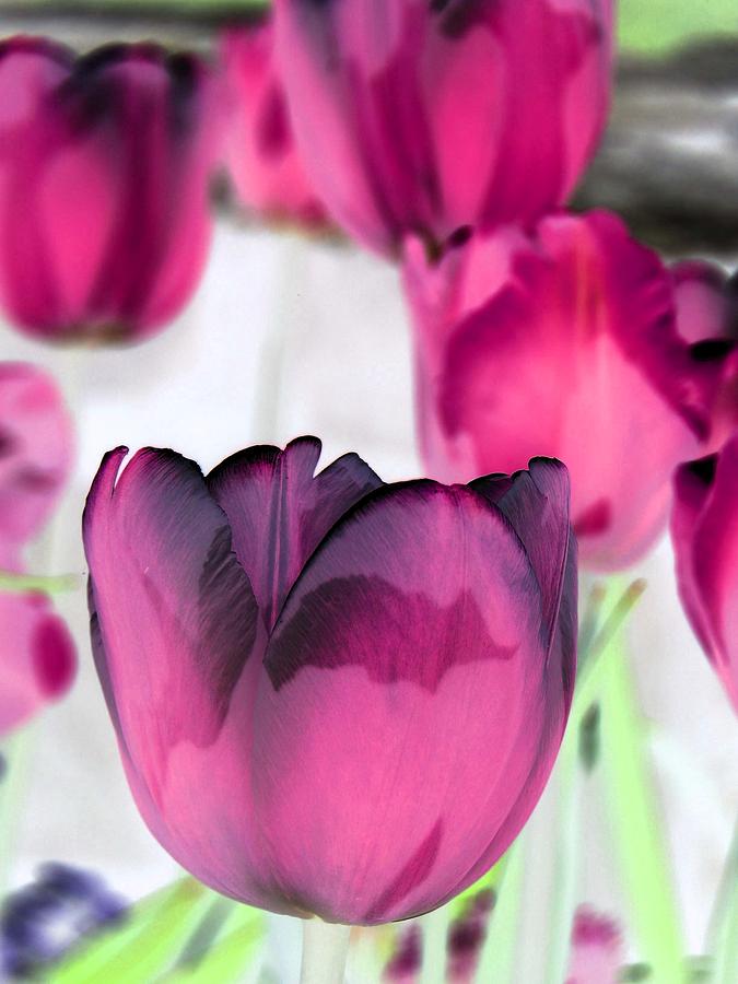 Tulips - Perfect Love - PhotoPower 2027 Photograph by Pamela Critchlow