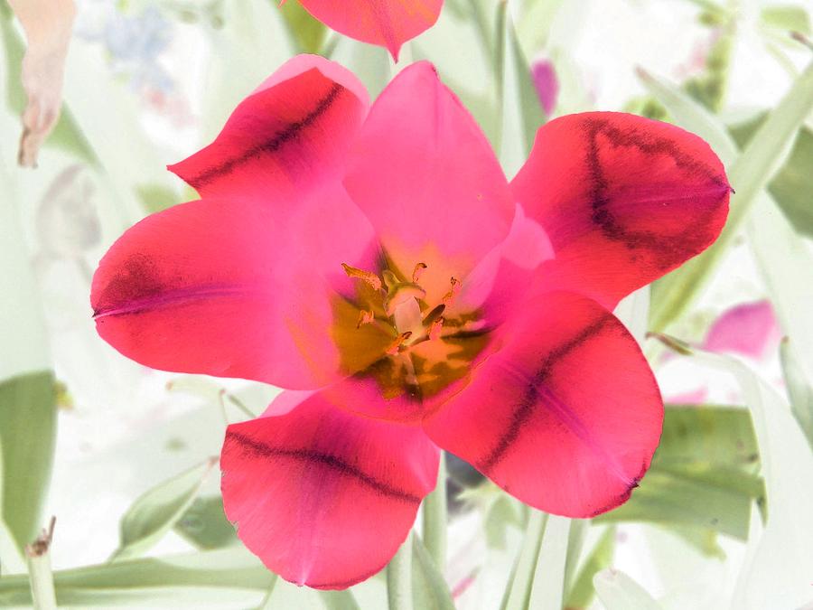 Tulips - Perfect Love - PhotoPower 2046 Photograph by Pamela Critchlow