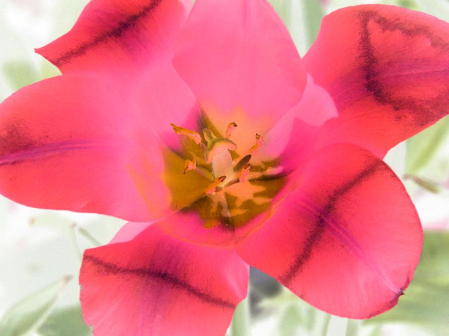 Tulips - Perfect Love - PhotoPower 2047 Photograph by Pamela Critchlow