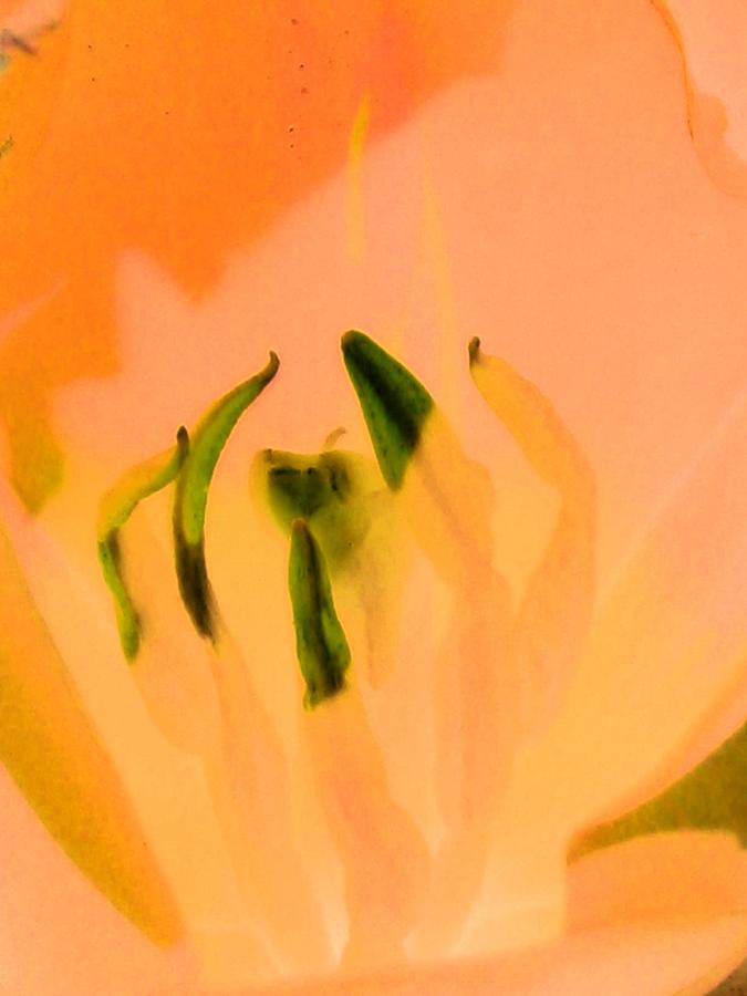 Tulips - Perfect Love - PhotoPower 2049 Photograph by Pamela Critchlow