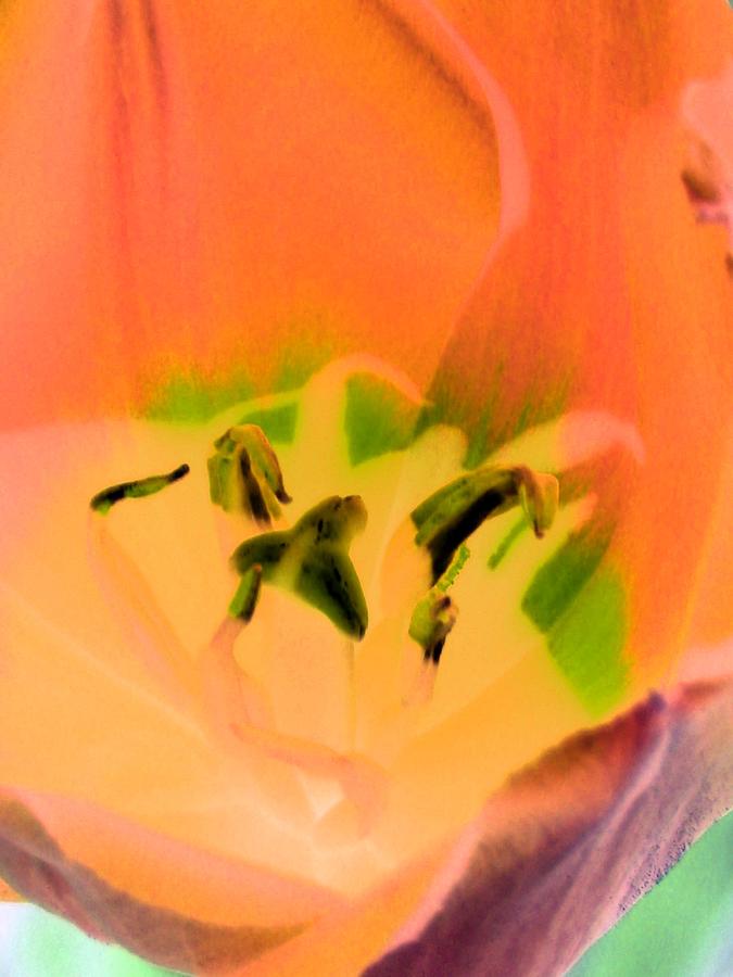 Tulips - Perfect Love - PhotoPower 2050 Photograph by Pamela Critchlow