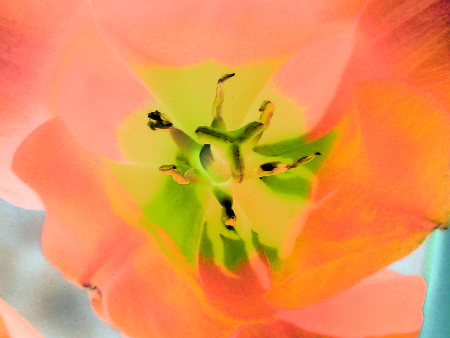 Tulips - Perfect Love - PhotoPower 2052  Photograph by Pamela Critchlow