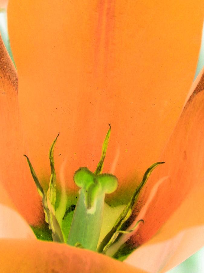 Tulips - Perfect Love - PhotoPower 2057 Photograph by Pamela Critchlow