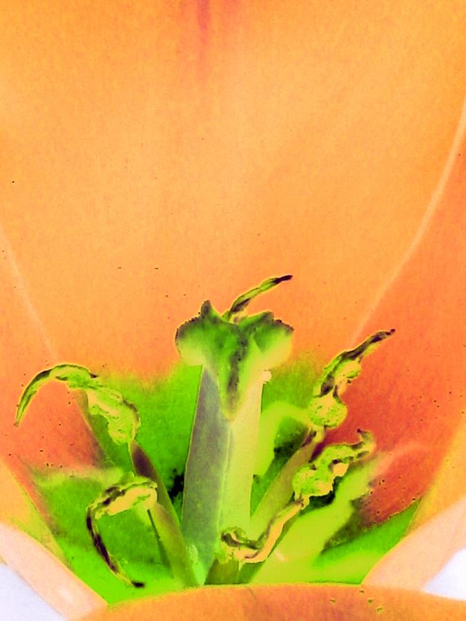Tulips - Perfect Love - PhotoPower 2061 Photograph by Pamela Critchlow