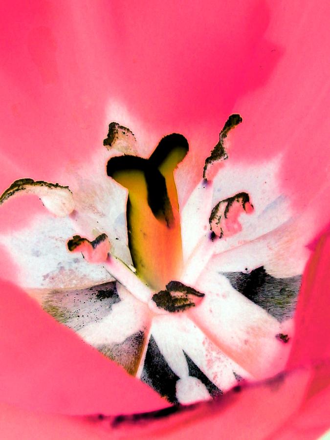 Tulips - Perfect Love - PhotoPower 2075 Photograph by Pamela Critchlow