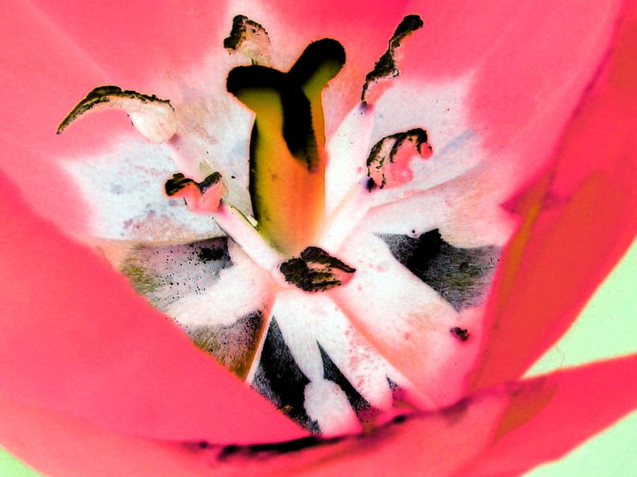 Tulips - Perfect Love - PhotoPower 2076 Photograph by Pamela Critchlow
