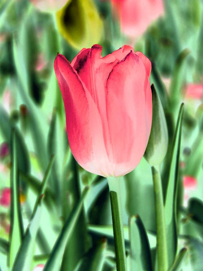 Tulips - Perfect Love - PhotoPower 2116 Photograph by Pamela Critchlow