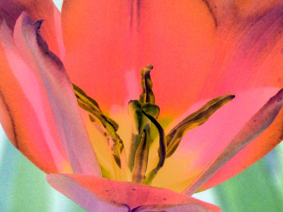 Tulips - Perfect Love - PhotoPower 2120 Photograph by Pamela Critchlow