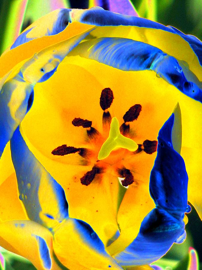 Tulips - Perfect Love - PhotoPower 2139 Photograph by Pamela Critchlow