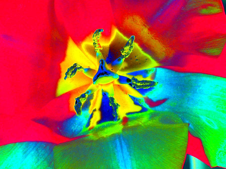Tulips - Perfect Love - PhotoPower 2142 Photograph by Pamela Critchlow