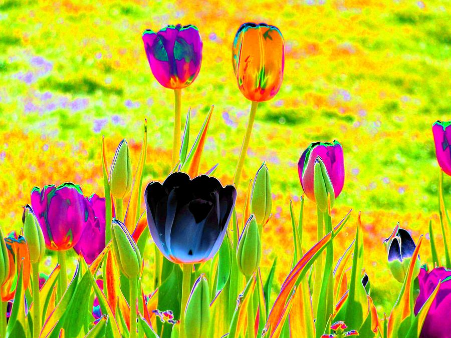 Tulips - Perfect Love - PhotoPower 2169 Photograph by Pamela Critchlow