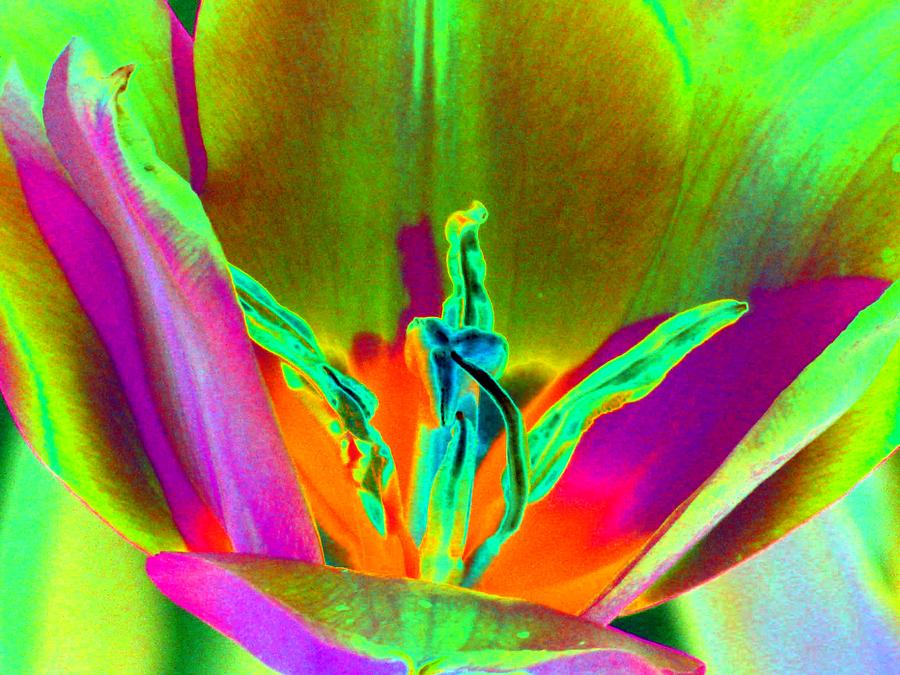 Tulip Photograph - Tulips - Perfect Love - PhotoPower 2201 by Pamela Critchlow