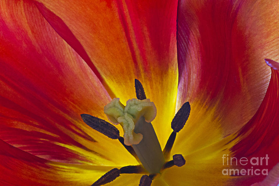 Tulips petals Photograph by Heiko Koehrer-Wagner