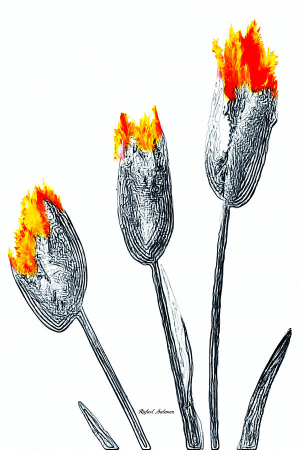 Tulips  Digital Art by Rafael Salazar