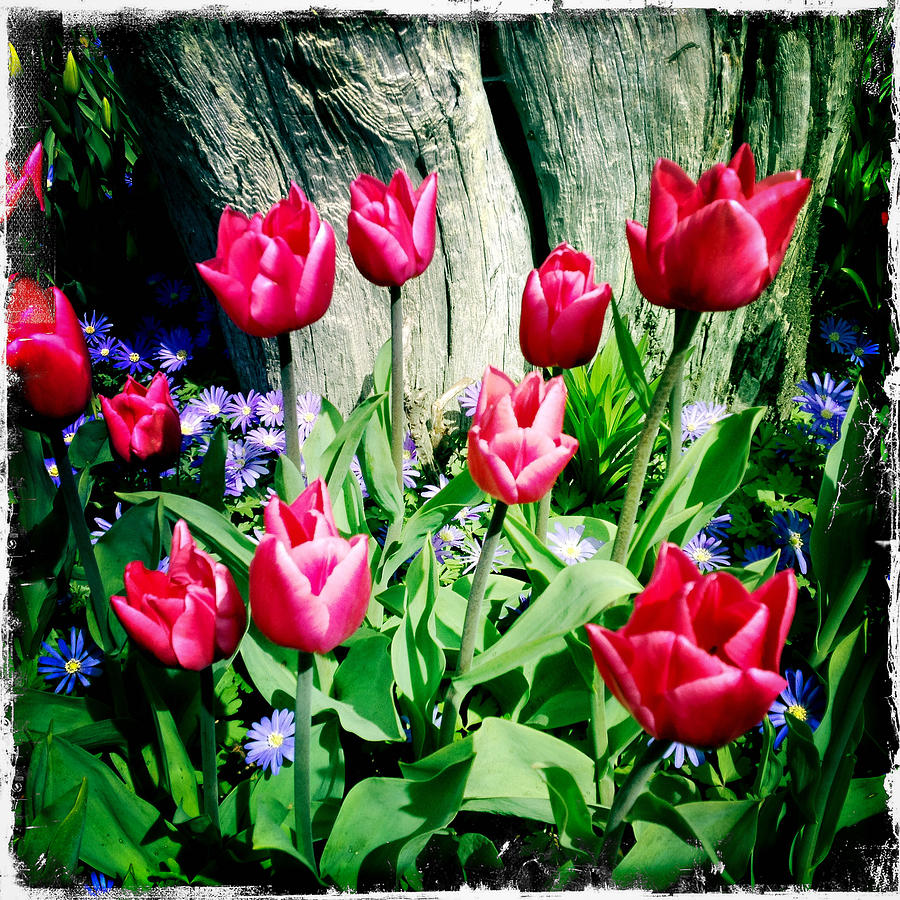 Tulips Photograph by Randy Green