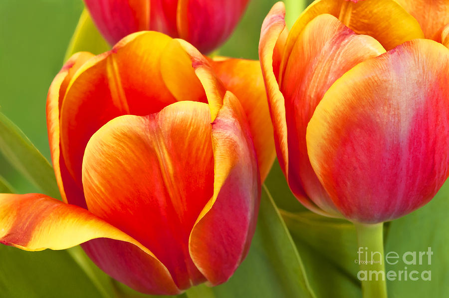 Tulip Photograph - Tulips Red and Yellow by Regina Geoghan