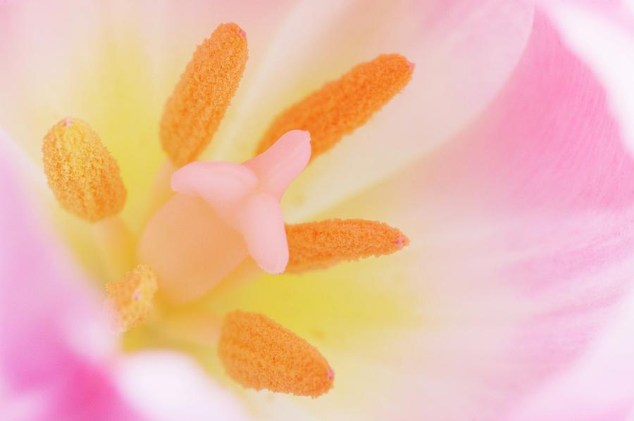 Spring Photograph - Tulips Reproductive Structures by Maria Mosolova/science Photo Library