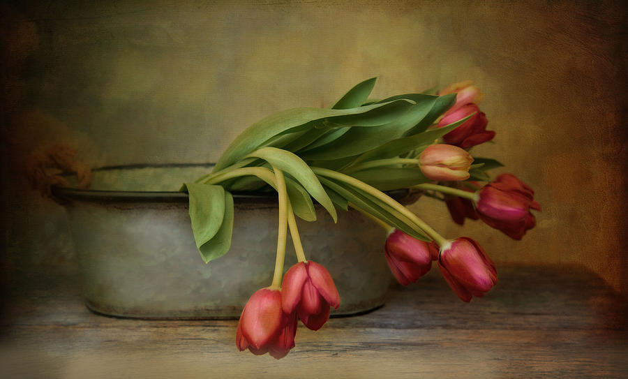 Tulips Photograph by Robin-Lee Vieira