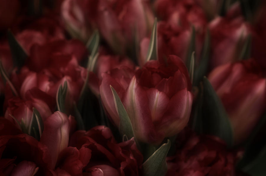 Tulips Romantic Photograph by Richard Cummings