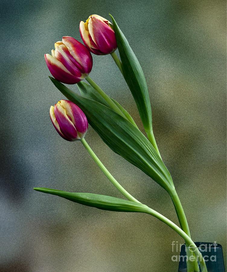 Flower Photograph - Tulips by Shirley Mangini
