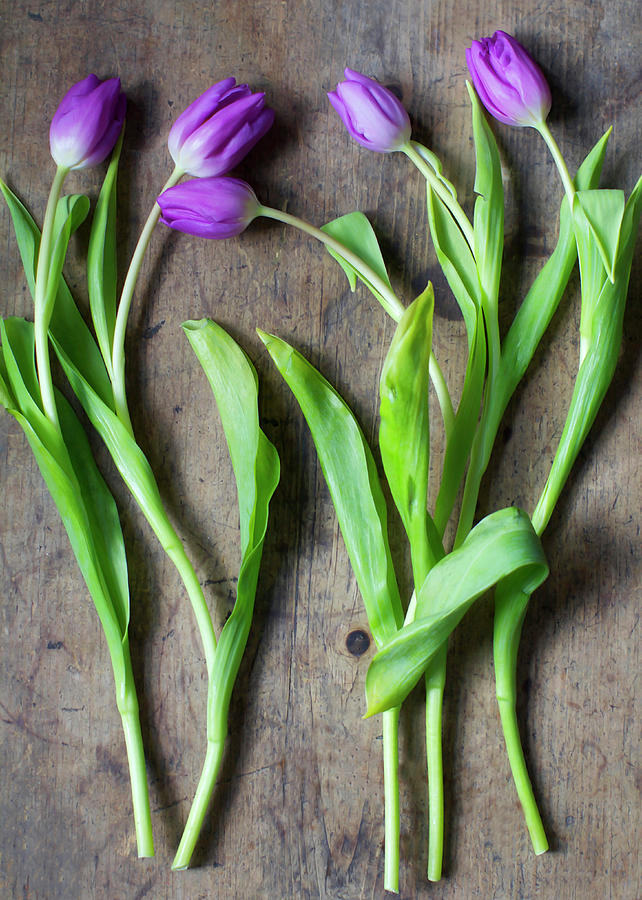Tulips Photograph by Sandra Hudson-knapp