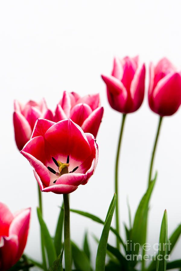 Tulips Say Hello Photograph by Michael Arend