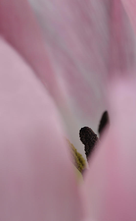 Tulips Secrets Photograph by Catherine Lau