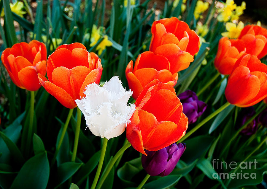 Tulips Photograph by Shijun Munns