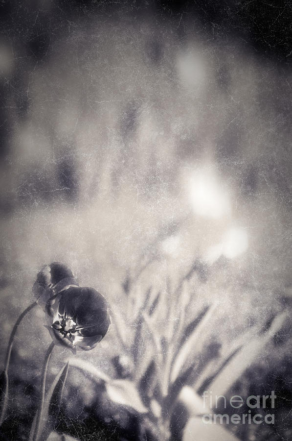 Tulip Photograph - Tulips by Silvia Ganora