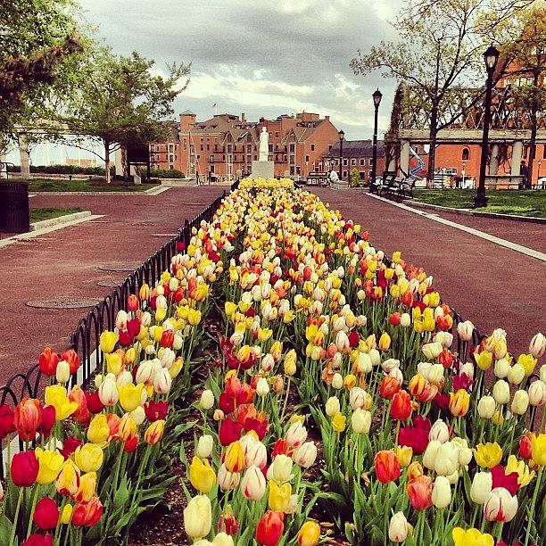 Tulip Photograph - #tulips #spring #boston by Nadia S