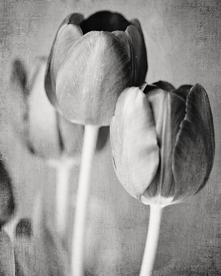 Tulip Photograph - Tulips Still Life in Black and White by Lisa R